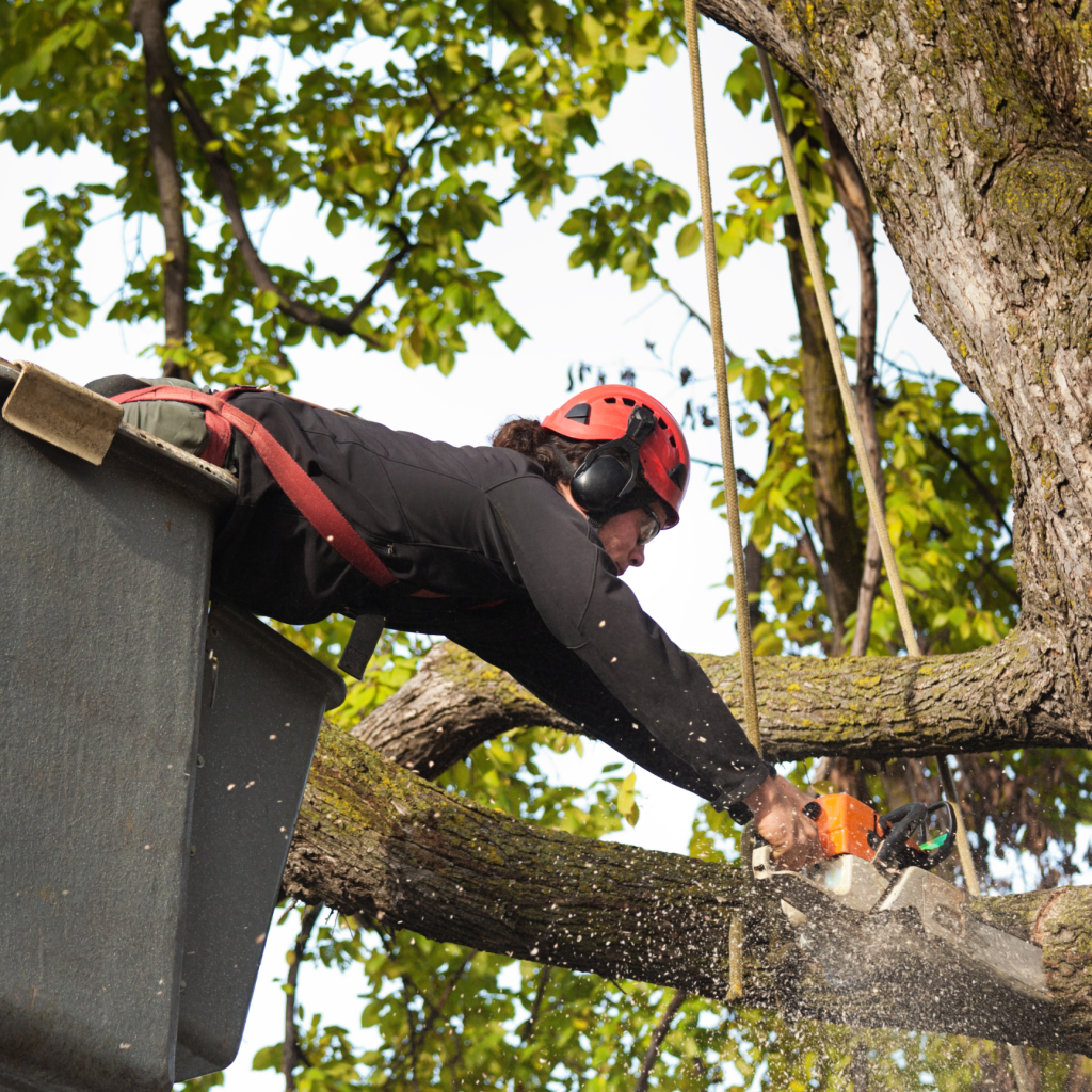 tree trimming