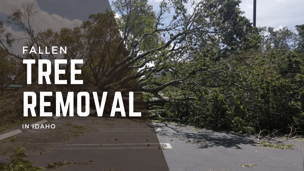 Fallen Tree Removal in Idaho: What You Need to&nbsp;Know