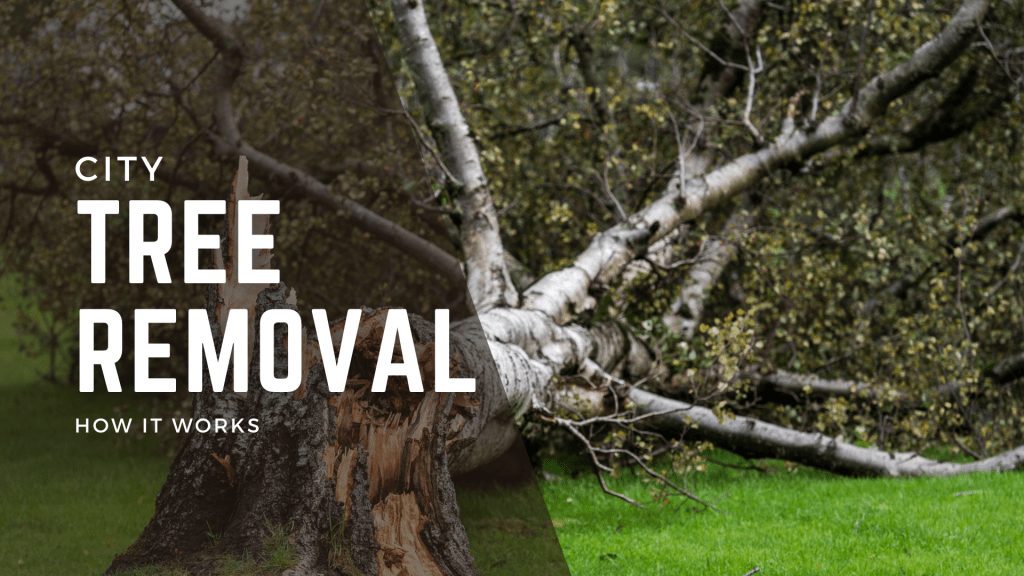 Getting The City To Trim Or Remove A&nbsp;Tree