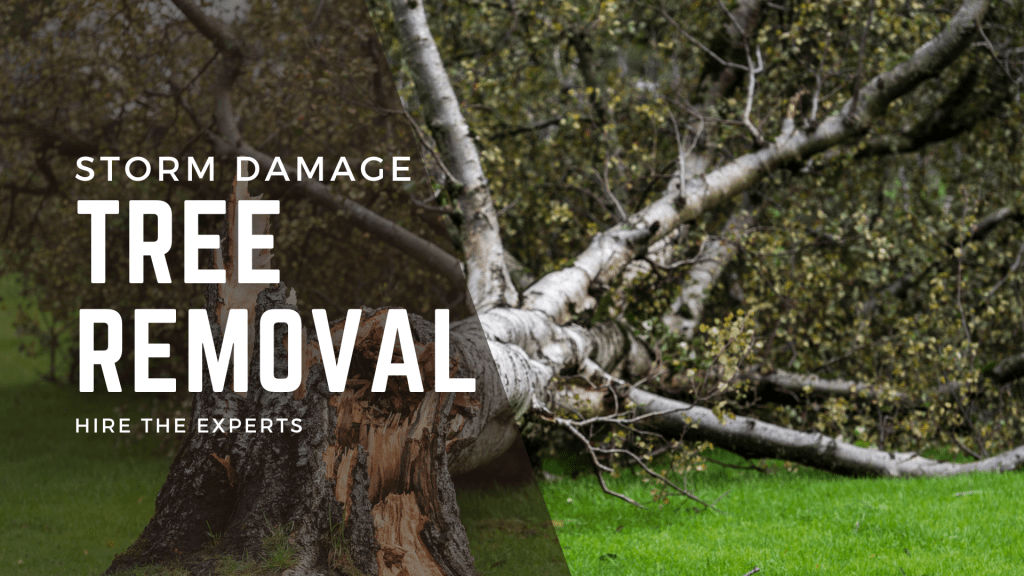 Storm damage tree removal