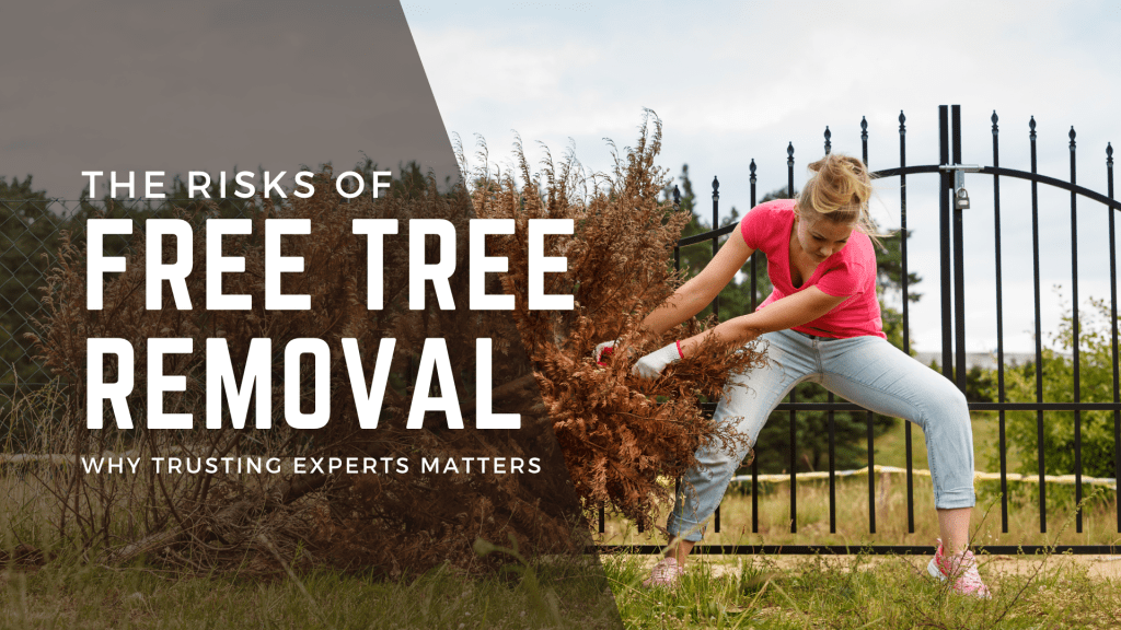 The Risks of Free Tree Removal: Why Trusting Experts&nbsp;Matters