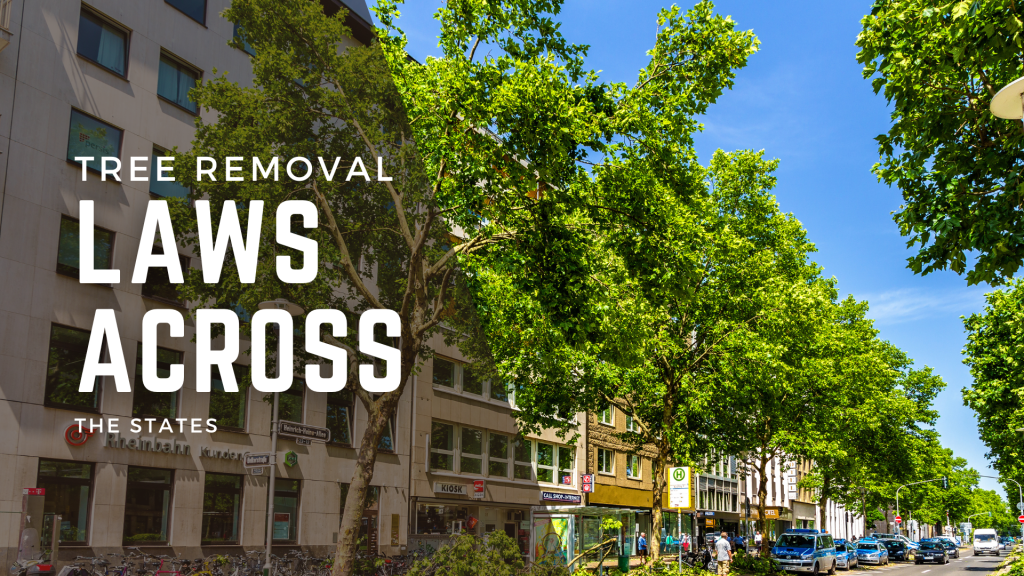 Tree Removal Laws Across the&nbsp;States