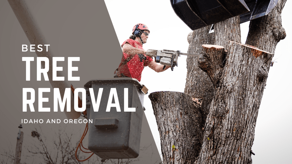 Expert Tree Removal Service In Idaho And&nbsp;Oregon