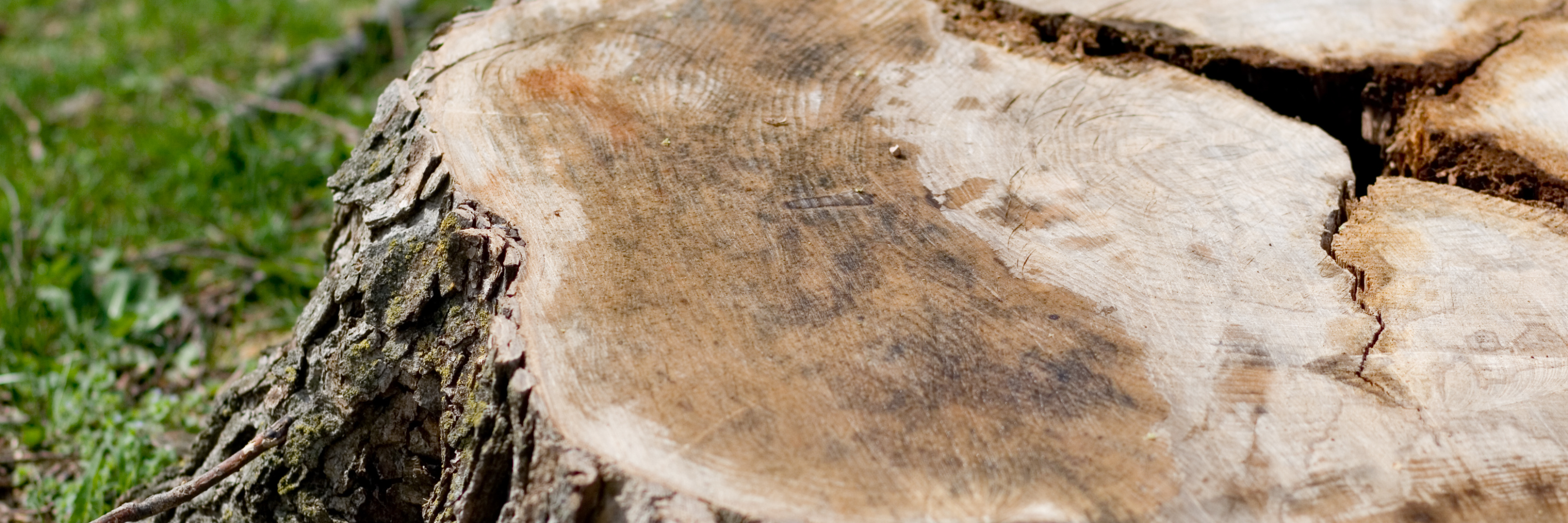 Tree stump header for tree removal service Idaho